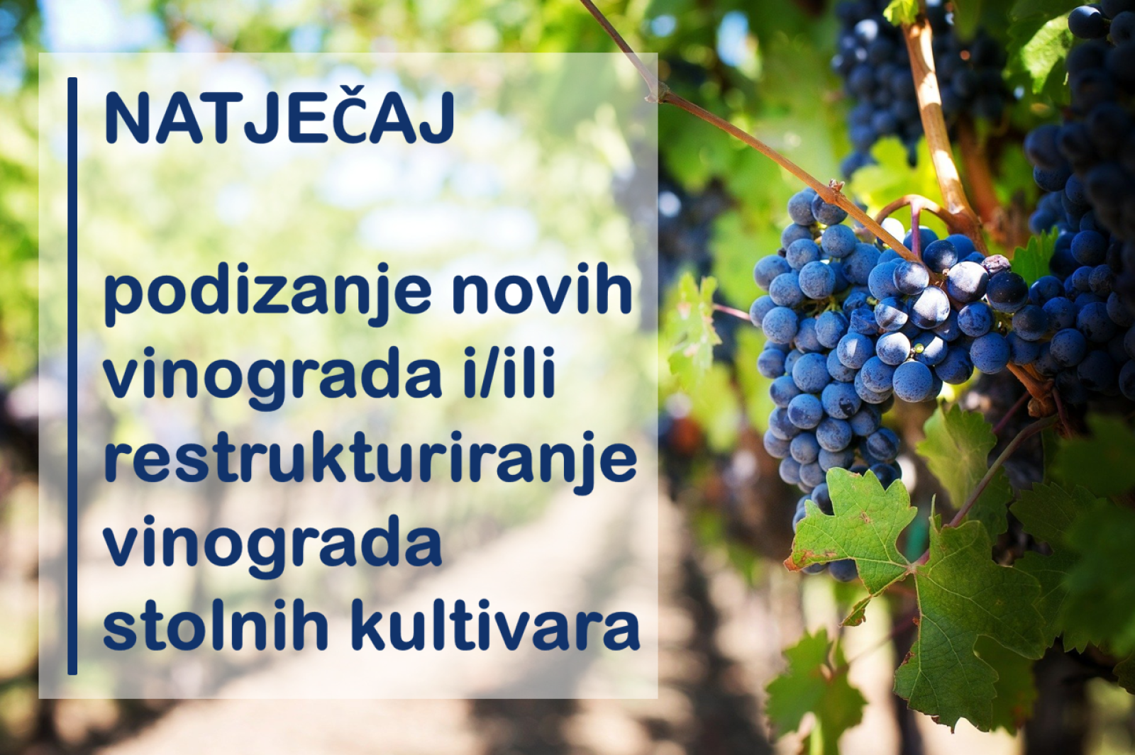 Objavljen natječaj iz Programa ruralnog razvoja RH za podizanje i/ili restrukturiranje vinograda