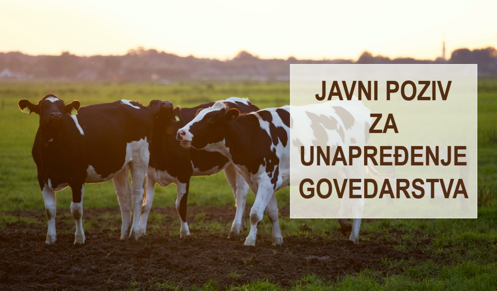 Javni poziv na unaprjeđenje govedarstva