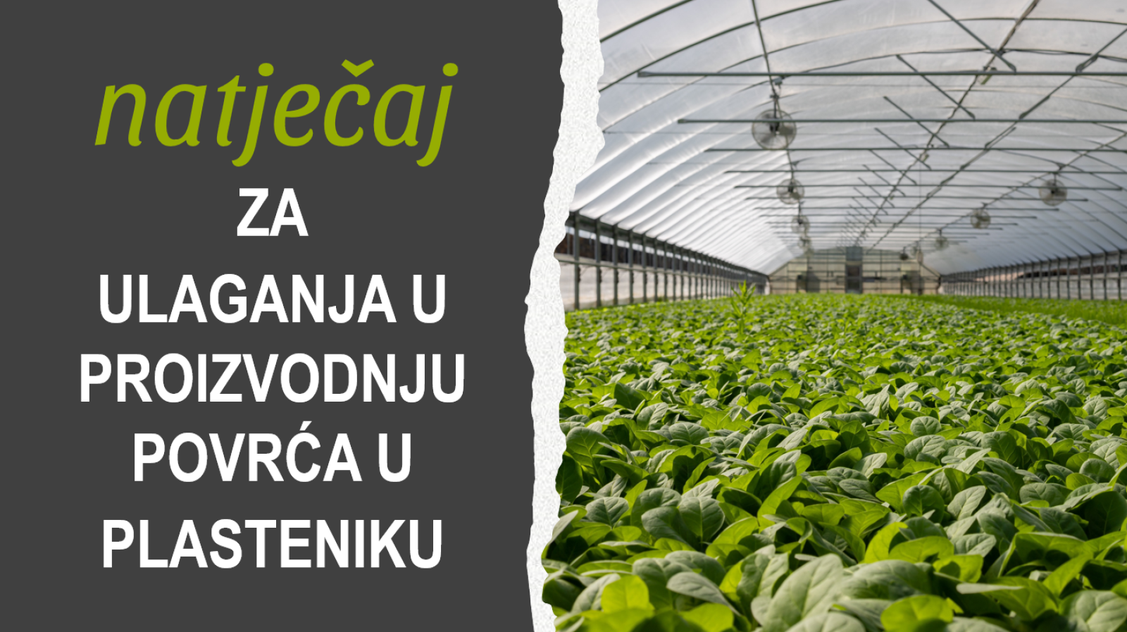 Natječaj za ulaganja u proizvodnju povrća u plasteniku