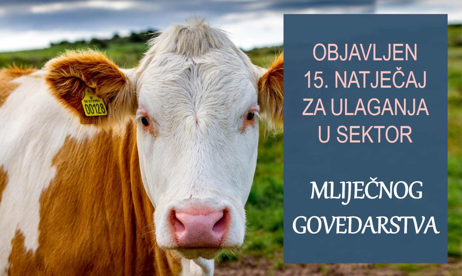 Objavljen Natječaj za ulaganja u sektor mliječnog govedarstva